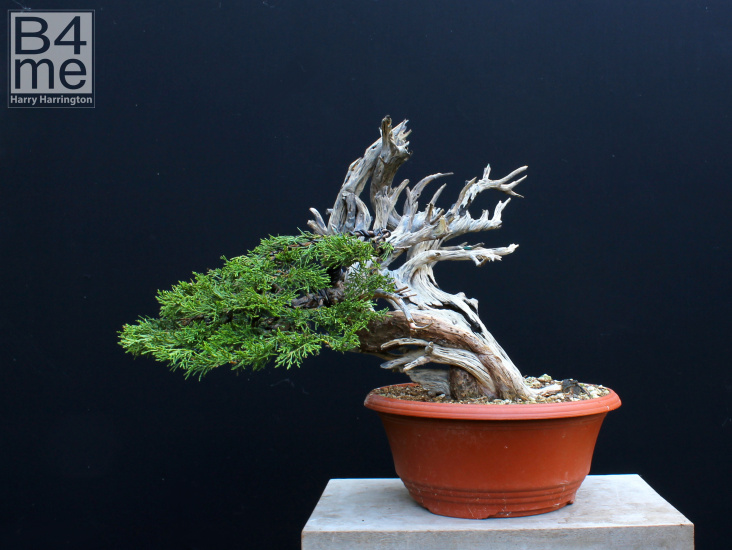 juniper bonsai